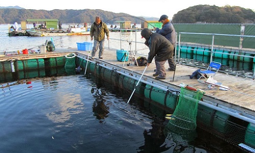 about-kaijoturibori-rule