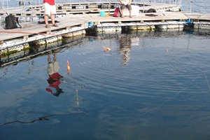 flow-of-the-day-bottom