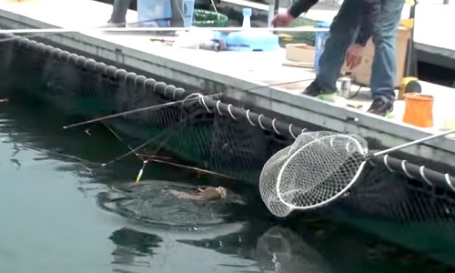 how-to-tech-basic-catch