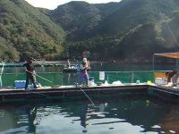 海上釣堀 大和丸 海上釣堀ポータル 全国の海上釣り堀 海釣り公園口コミ情報