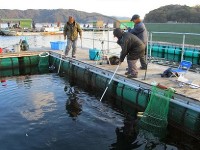 海上釣り堀 傳八屋 海上釣堀ポータル 全国の海上釣り堀 海釣り公園情報